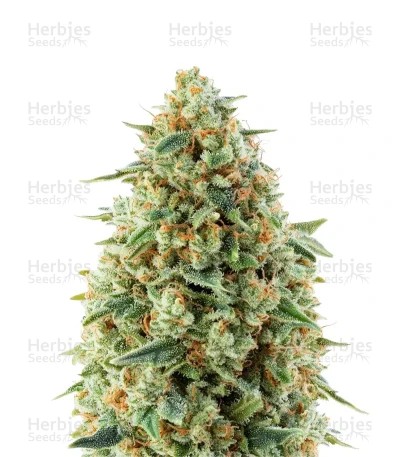 Do-Si-Dos Auto Seeds