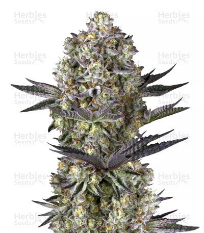 Dos Si Dos 33 Seeds (Barney's Farm)