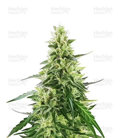 Dos Si Dos Auto Seeds