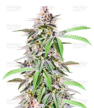 Dozy Breath Seeds (AlphaFem Seeds)