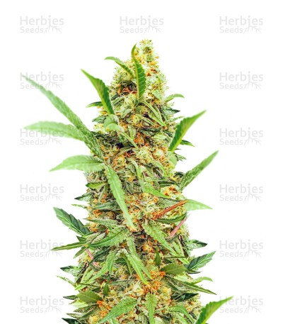 Dozy Cake Seeds (AlphaFem Seeds)