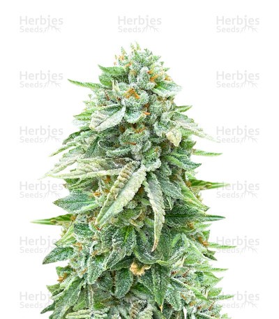 Dozy Doz Seeds (AlphaFem Seeds)