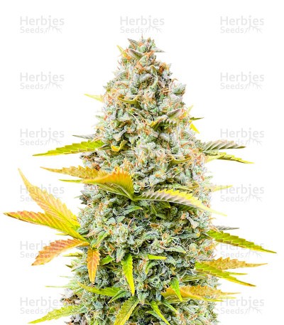Dozy Sith Seeds (AlphaFem Seeds)
