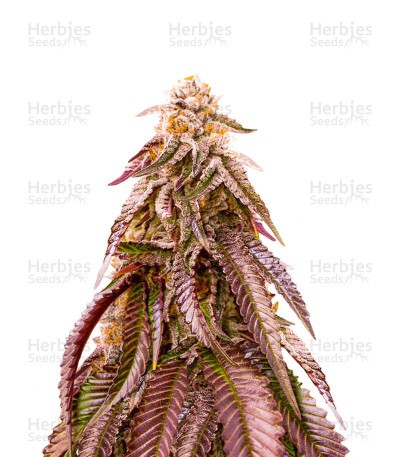 Dozywelly OG Seeds (AlphaFem Seeds)