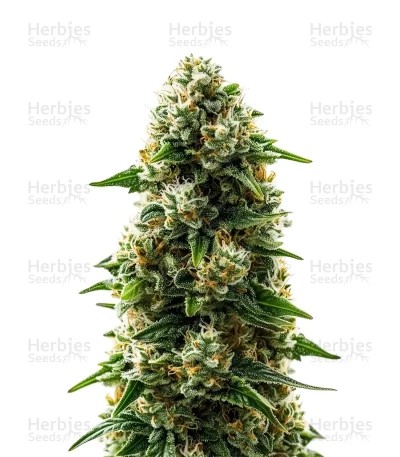 Durban Poison Auto Seeds