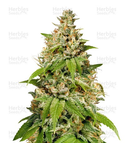 Durban Seeds