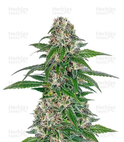 Early Skunk Automatic Seeds
