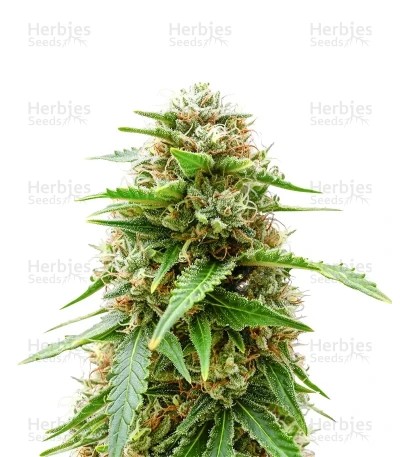 Easy Bud Auto Seeds