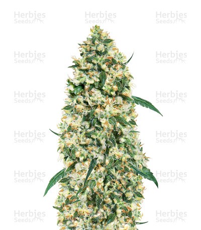 Ed Rosenthal Super Bud regular