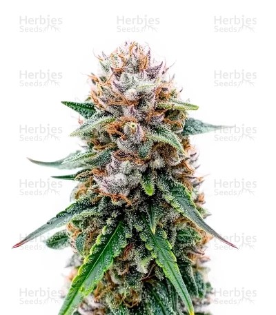Elephant Auto Seeds