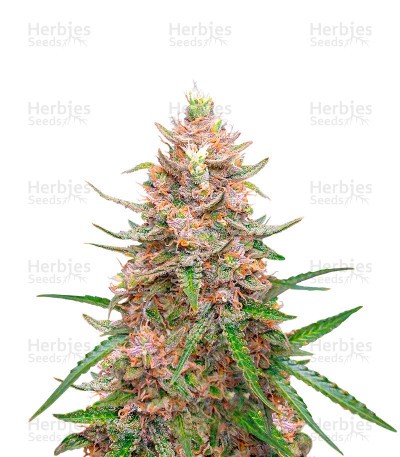 Exodus Cheese (Herbies Seeds)