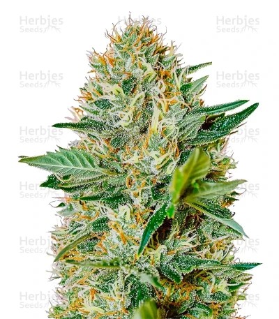 Exodus Cheese Autoflowering Auto Seeds