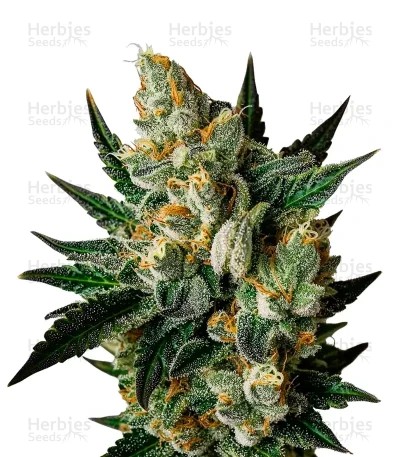 Exodus Cheese Seeds