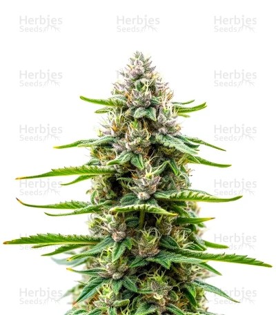 Extraction Dip Sixt Seeds