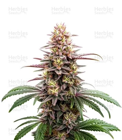 Extraction Grape Gas Seeds