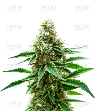 Extraction Honey Banana Seeds