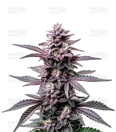 Extraction Horchata Seeds