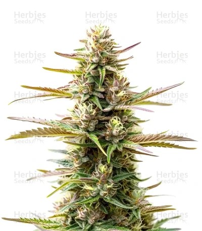 Extraction Jealousy Seeds