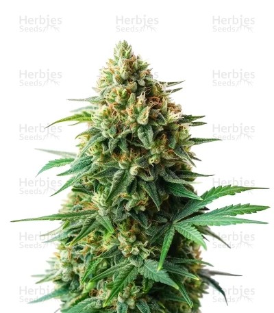 Extraction OG 18 Kush Seeds