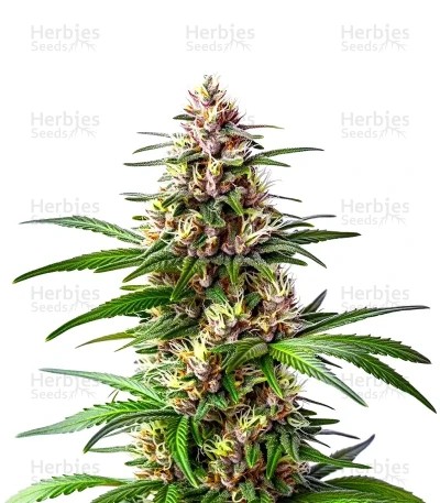 Extraction Ooze Seeds