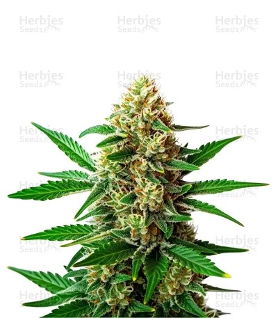 Extraction Original Z 2.0 Seeds