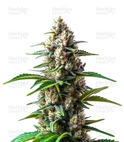 Extraction RS11 Seeds