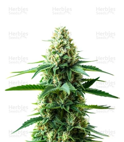 Extraction RS54 Seeds