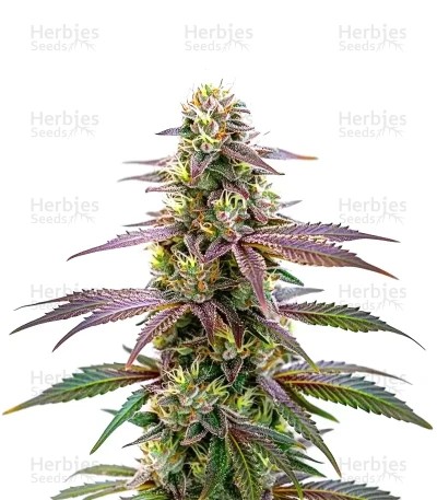 Extraction Spritzer Seeds
