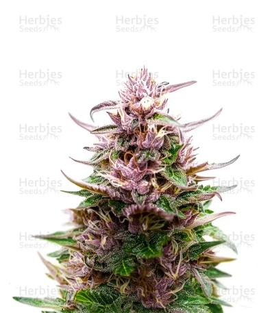 Extraction Tropicana Cherry Seeds
