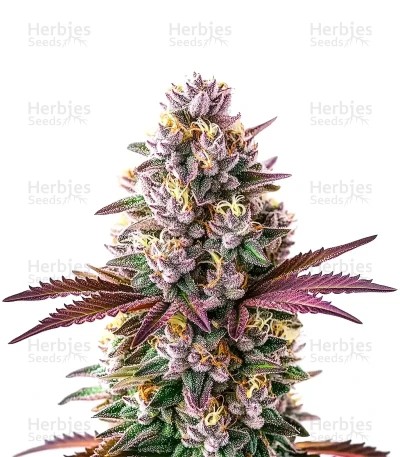 Extraction White Runtz Seeds