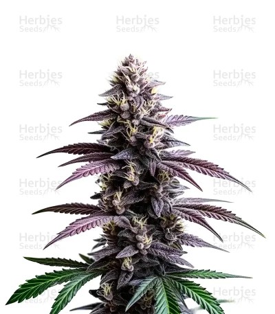 Extraction Zoap Seeds