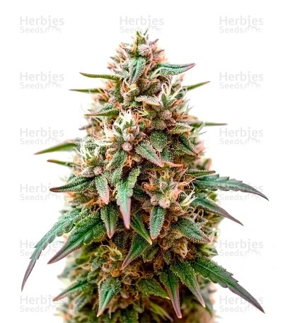 Fat Pete’s Cookies Auto Seeds
