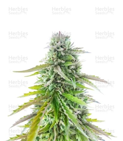 Florida Sunrise Seeds (Seedkeepers)