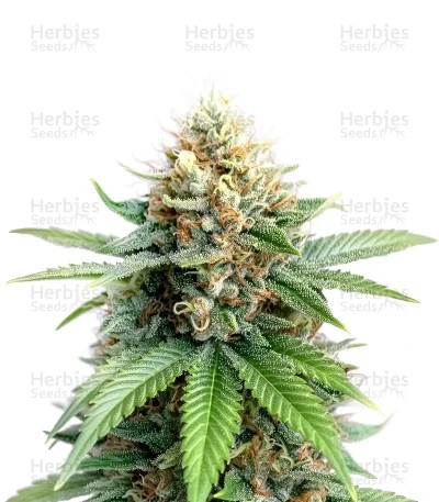Flowerbomb Kush Seeds