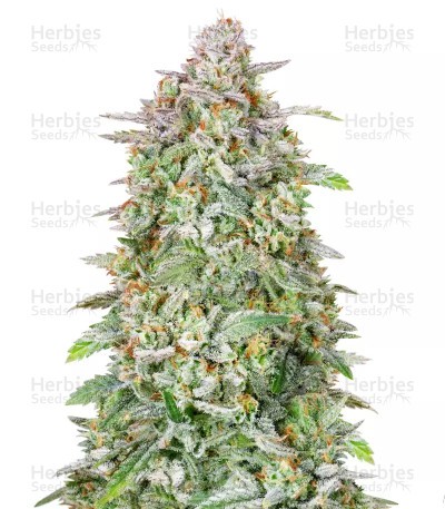 Forbidden Runtz Auto Seeds