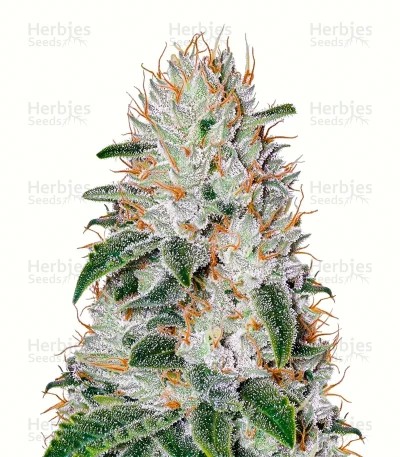 Franco's Lemon Cheese Seeds