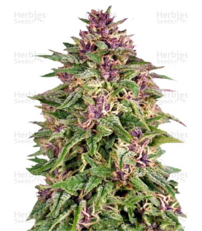 Frisian Dew Seeds