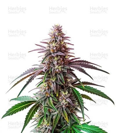 Fruity Pebbles Seeds