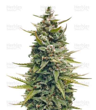 G13 Haze Seeds