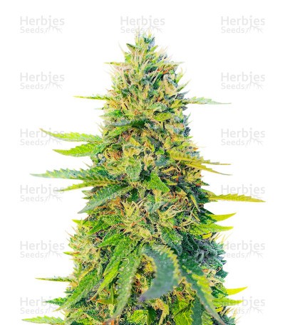 GG#4 Original Glue Fast Version Seeds (EGS)