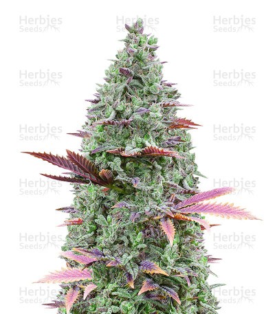 GG#4 Original Glue Fast Version Seeds