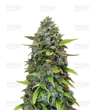 GG#4 Original Glue Seeds (Barney's Farm)