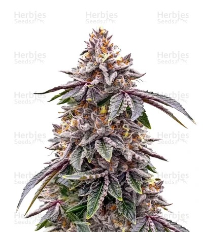 GMO Cookies Seeds