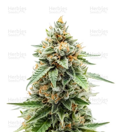 GMO Fast Seeds