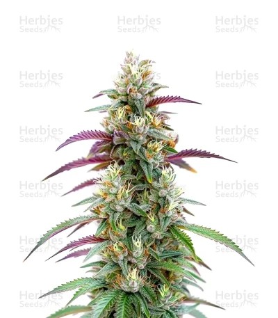 Gator Breath Seeds