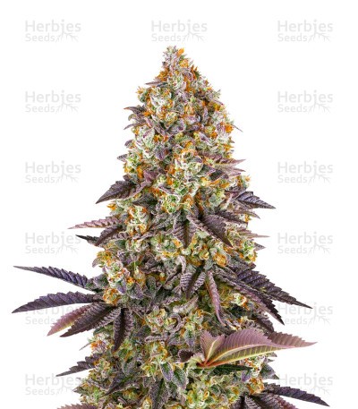 Gelato #45 Seeds (Barney's Farm)