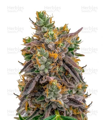 Gelato 41 x Gelato 41 Auto Seeds