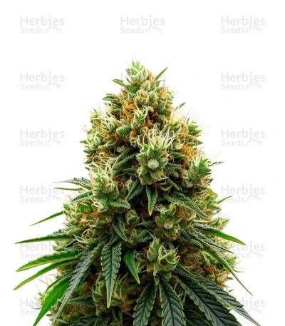 Gelato 44 (Tyson S) Seeds