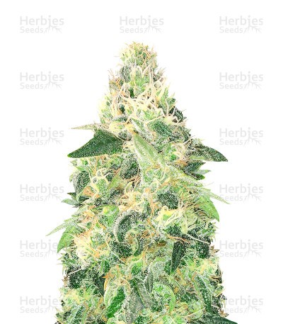 Gelato Fast Version (Herbies Seeds)