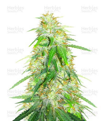 Gelato Glue Seeds (EGS)